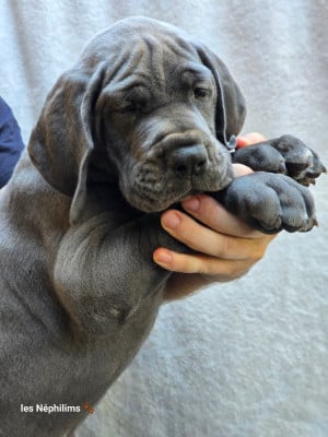 Les chiots de Dogue allemand