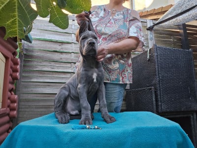 Les chiots de Dogue allemand