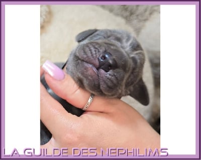 Les chiots de Dogue allemand