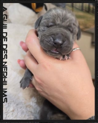 Les chiots de Dogue allemand