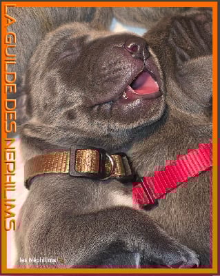 Les chiots de Dogue allemand