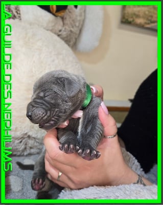 Les chiots de Dogue allemand