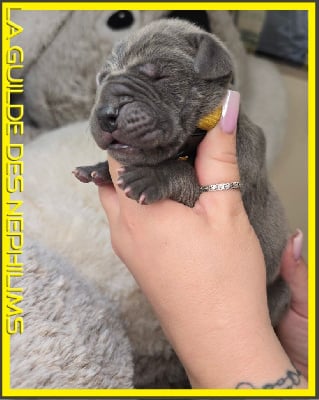 Les chiots de Dogue allemand