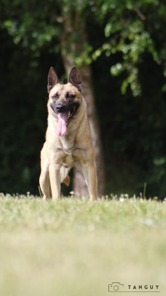 Tiako Des Crocs Du Pacot