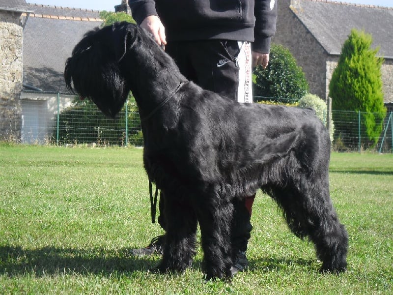 Publication : de love and black