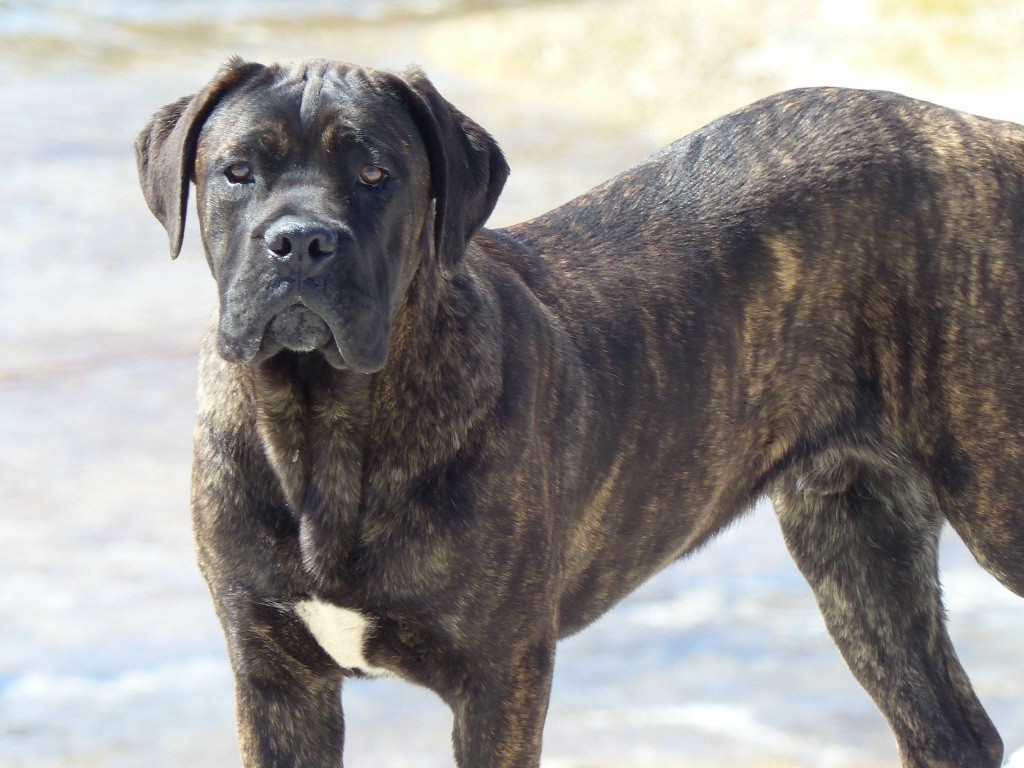 Publication : Inka Chaku