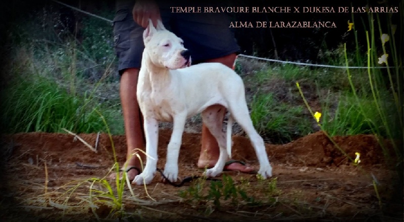 Publication : Inka Chaku Auteur : INKA CHAKU KENNEL