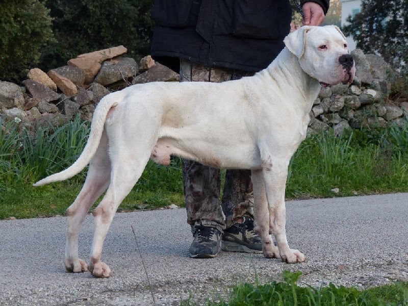 Publication : Inka Chaku Auteur : INKA CHAKU KENNEL