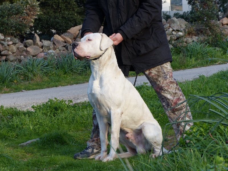 Publication : Inka Chaku Auteur : INKA CHAKU KENNEL