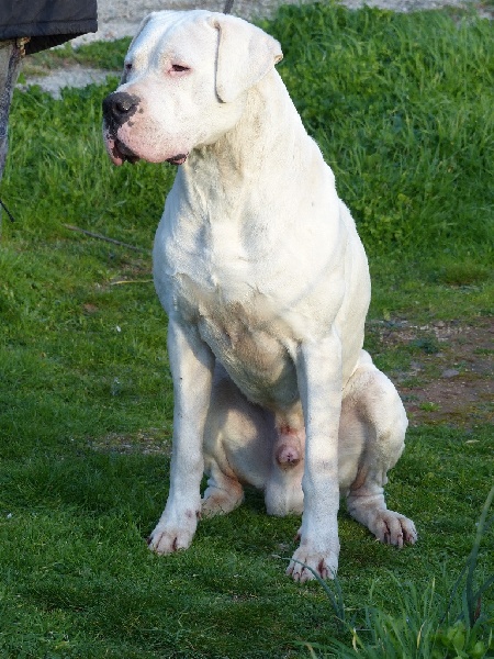 Publication : Inka Chaku Auteur : INKA CHAKU KENNEL