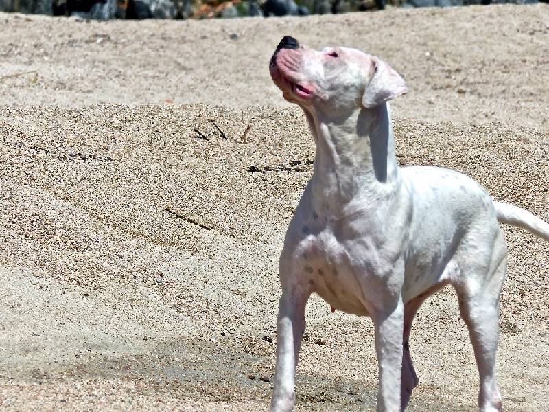 Publication : Inka Chaku Auteur : INKA CHAKU KENNEL