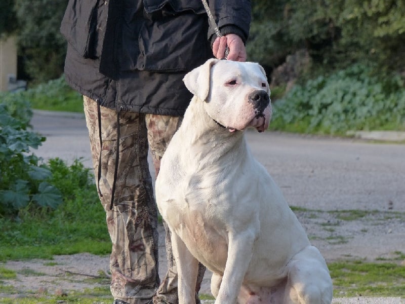 Publication : Inka Chaku Auteur : INKA CHAKU KENNEL