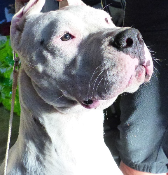 Publication : Inka Chaku Auteur : INKA CHAKU KENNEL