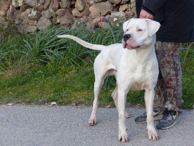 Publication : Inka Chaku Auteur : INKA CHAKU KENNEL