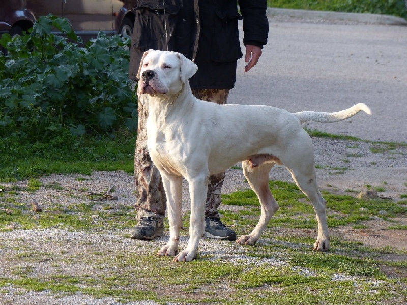 Publication : Inka Chaku Auteur : INKA CHAKU KENNEL