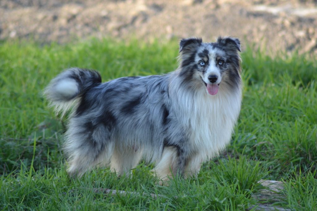 Twerk de l'Angelarde