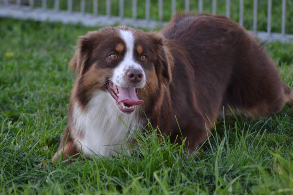 Irbis argentin amigo (Sans Affixe)