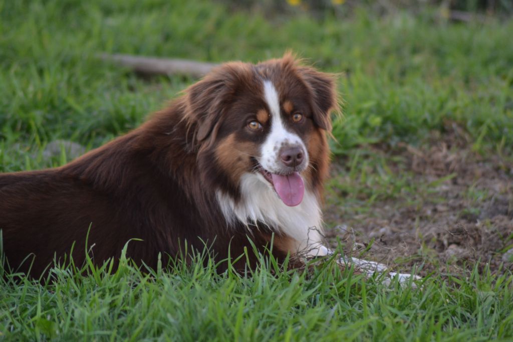 Irbis argentin amigo (Sans Affixe)