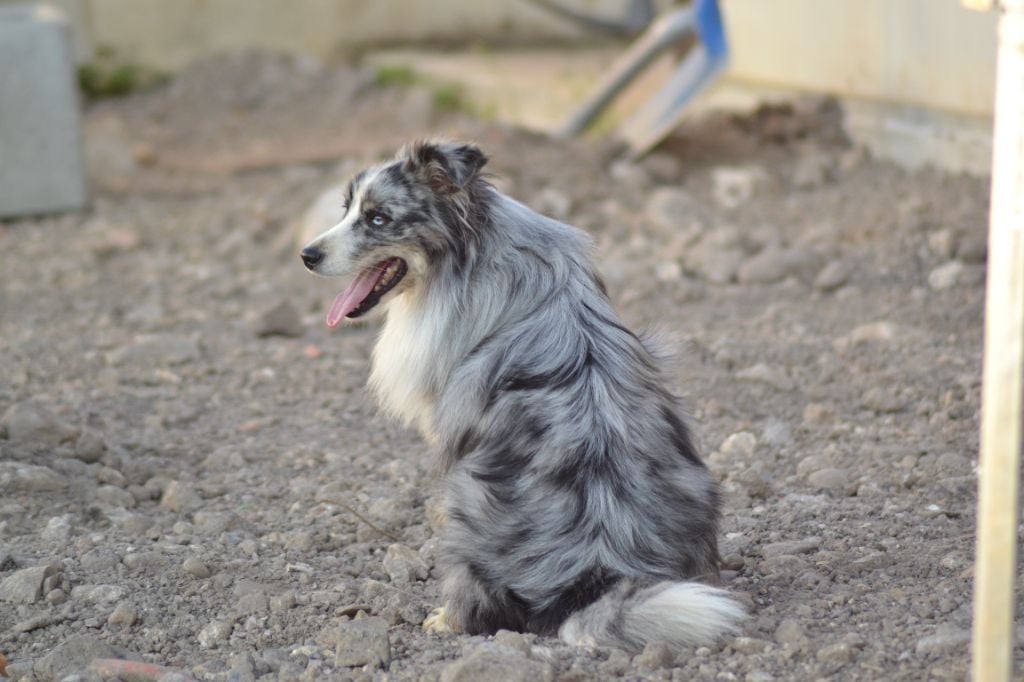 Twerk de l'Angelarde