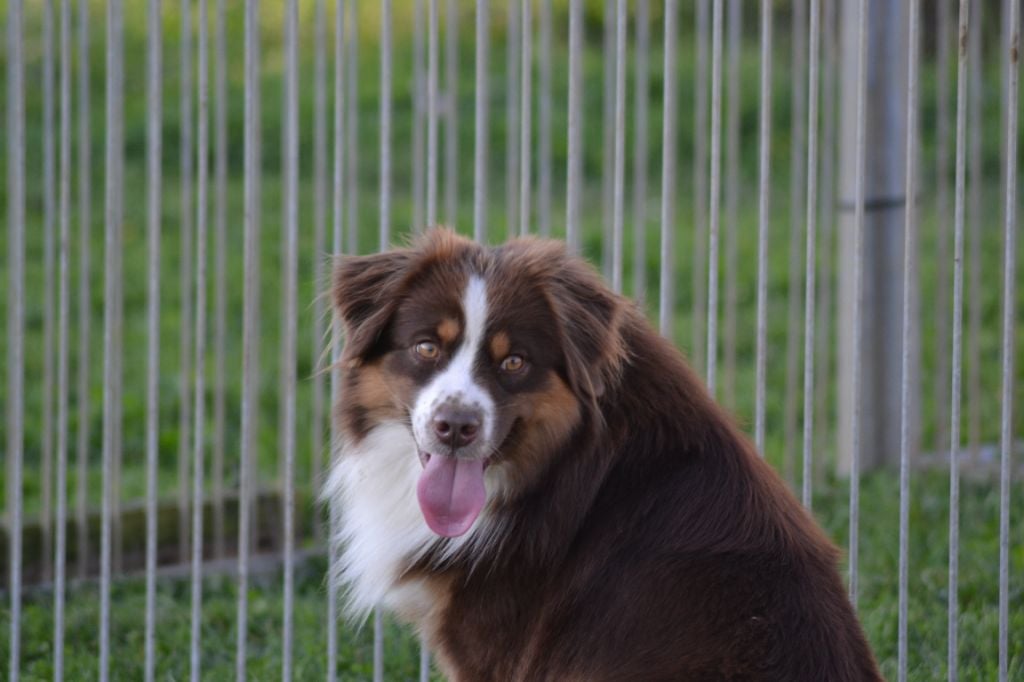 Irbis argentin amigo (Sans Affixe)