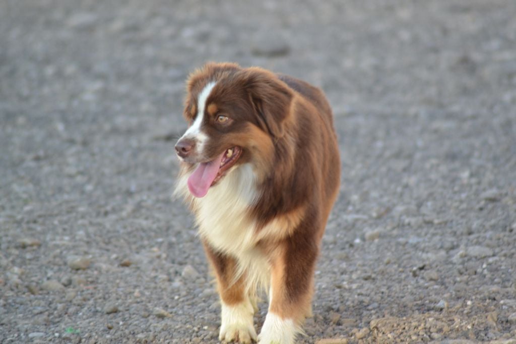 Irbis argentin amigo (Sans Affixe)