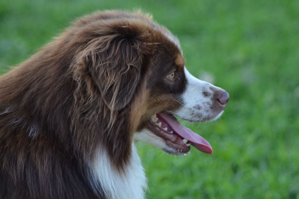 Irbis argentin amigo (Sans Affixe)