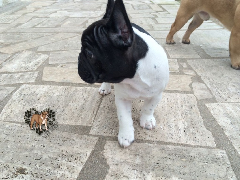 La mhysa De La Romance Des Archanges