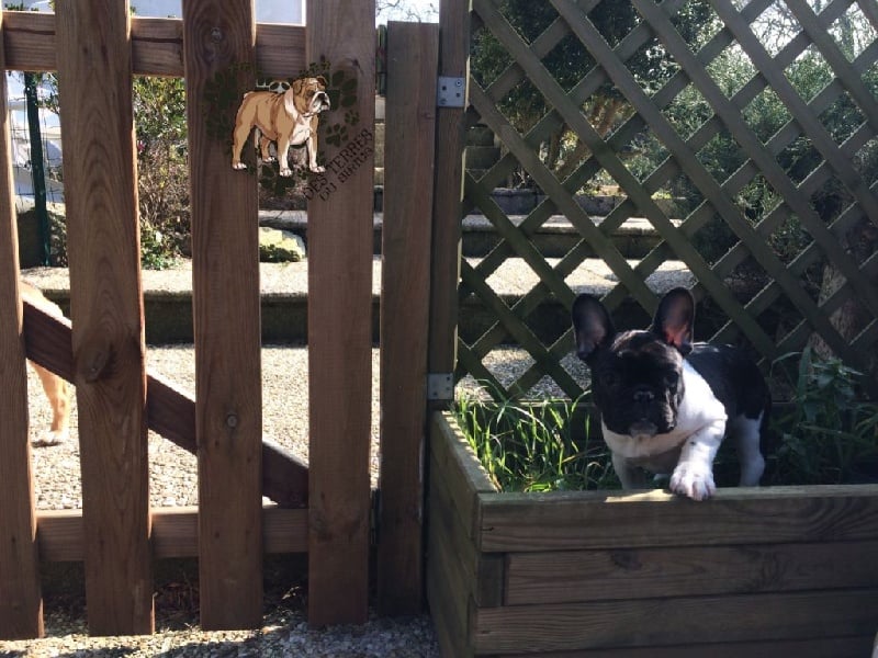 La mhysa De La Romance Des Archanges