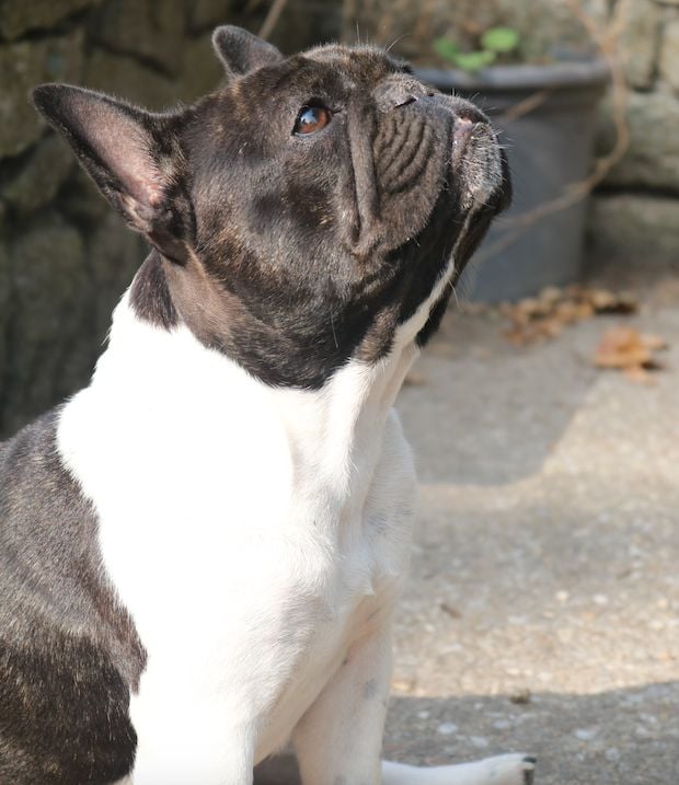 La mhysa De La Romance Des Archanges