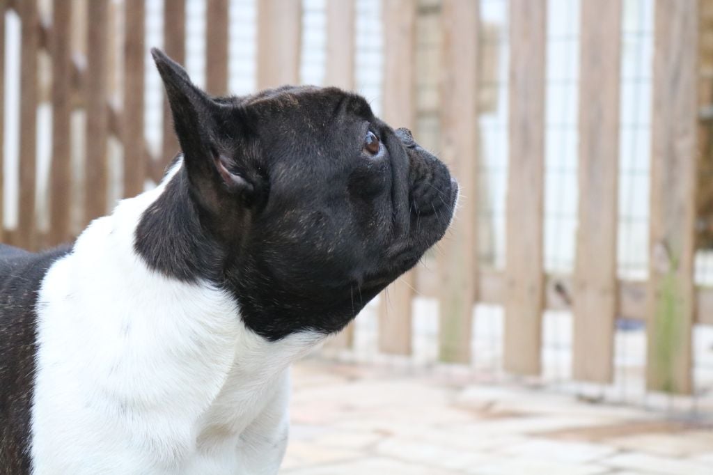 La mhysa De La Romance Des Archanges