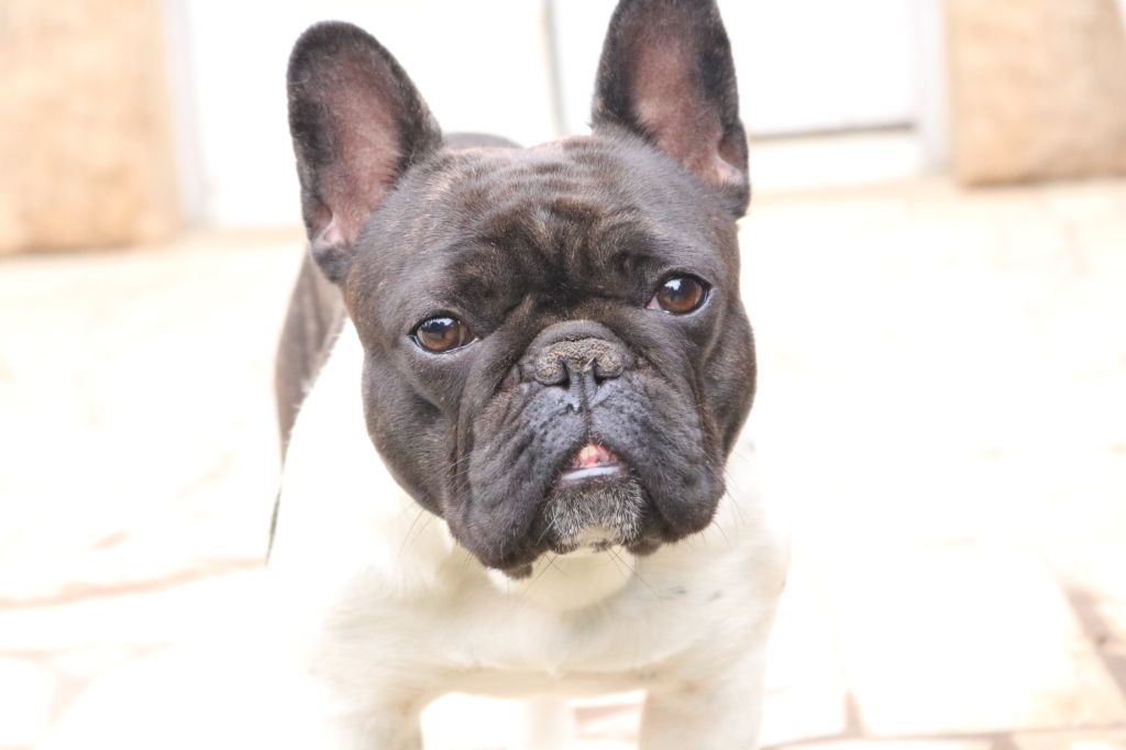 La mhysa De La Romance Des Archanges