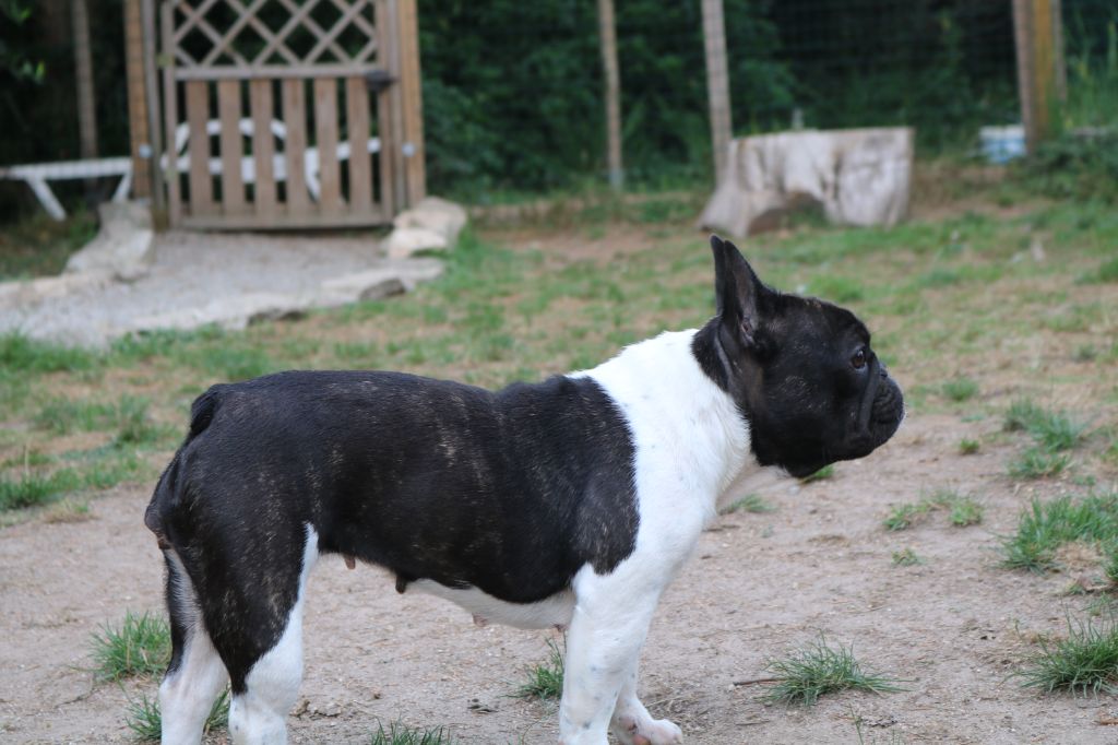 La mhysa De La Romance Des Archanges