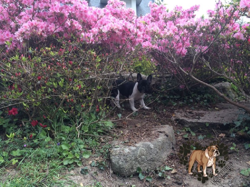 La mhysa De La Romance Des Archanges