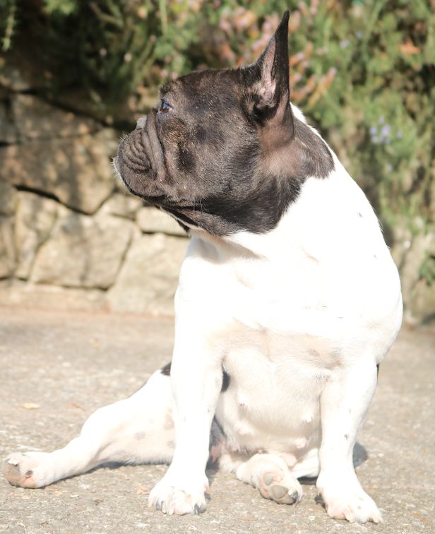 La mhysa De La Romance Des Archanges