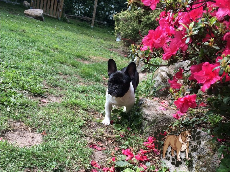 La mhysa De La Romance Des Archanges