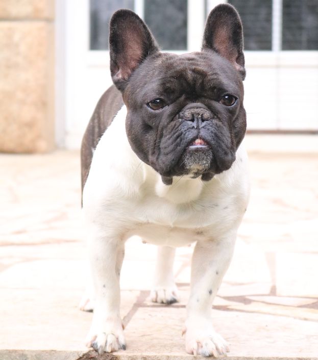 La mhysa De La Romance Des Archanges