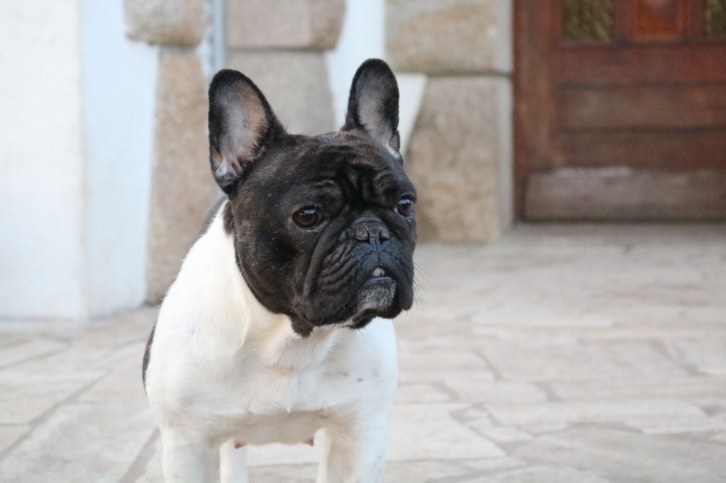 La mhysa De La Romance Des Archanges