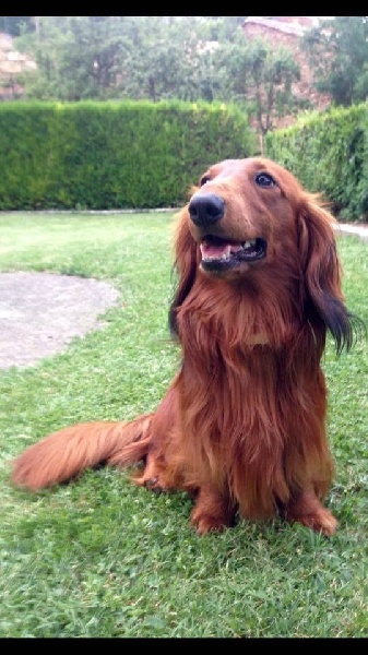Cologne Red Dogs D'artagnan