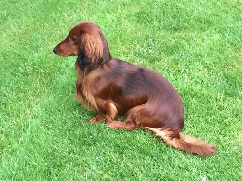 Cologne Red Dogs Dachs