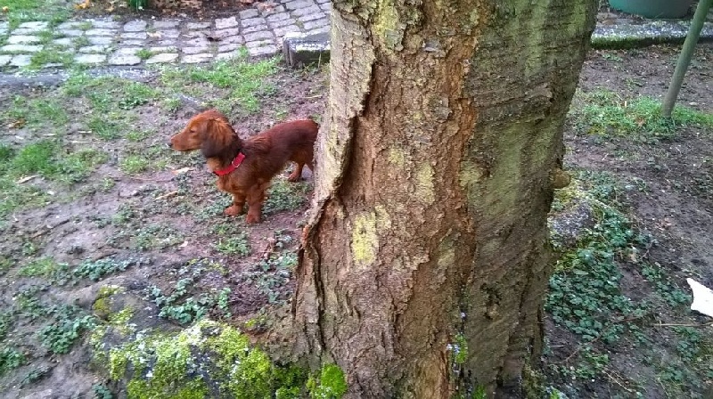 Cologne Red Dogs Dolly