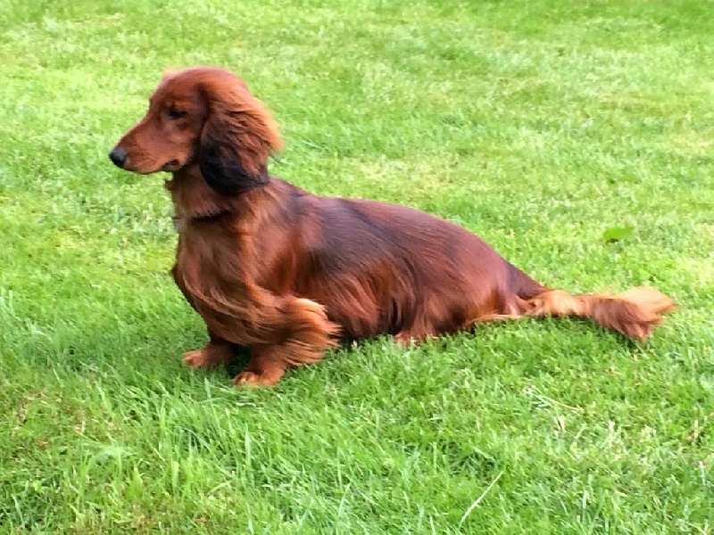 Cologne Red Dogs Dachs