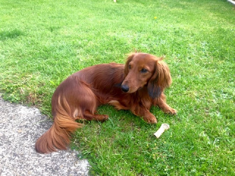 Cologne Red Dogs D'artagnan