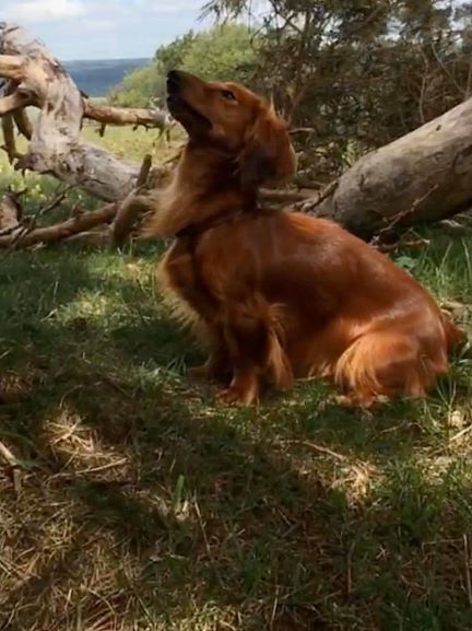 Cologne Red Dogs Greta