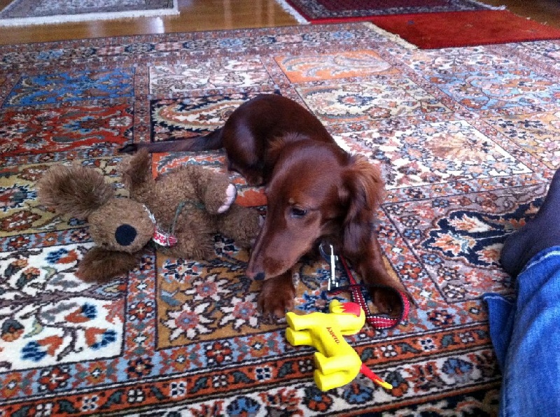 Cologne Red Dogs Donovan