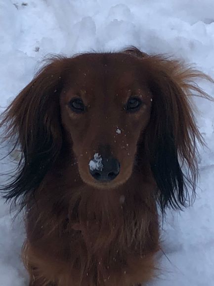 Cologne Red Dogs Ein max