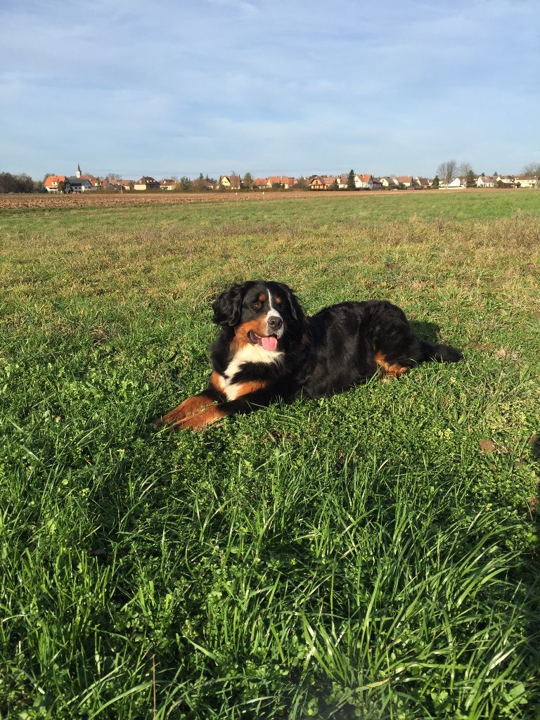 Publication : De La Ferme Du Kleinfeld