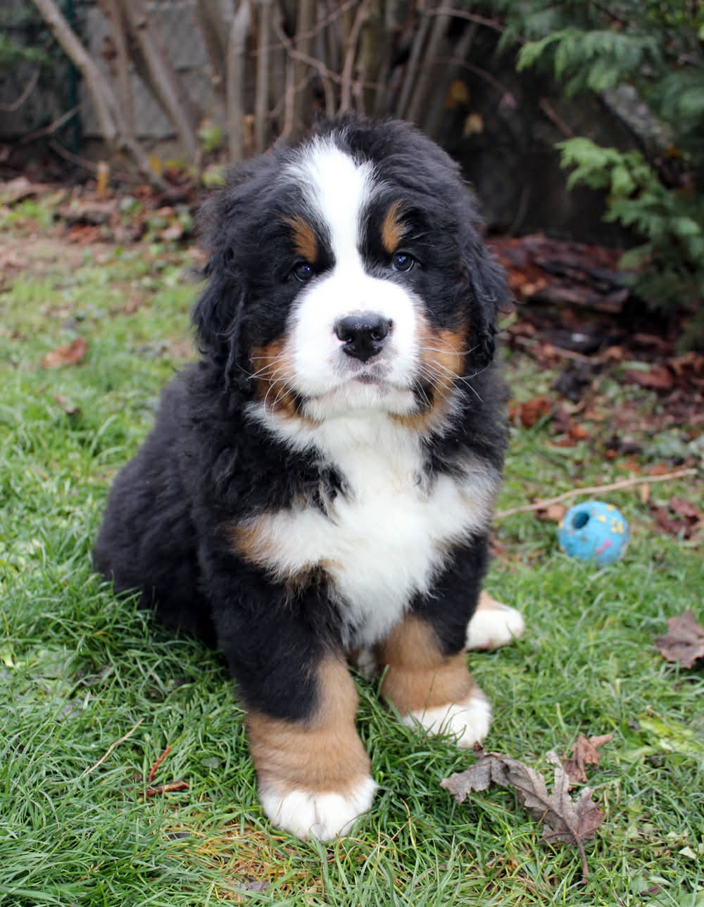 AZARD de la Ferme du Kleinfeld