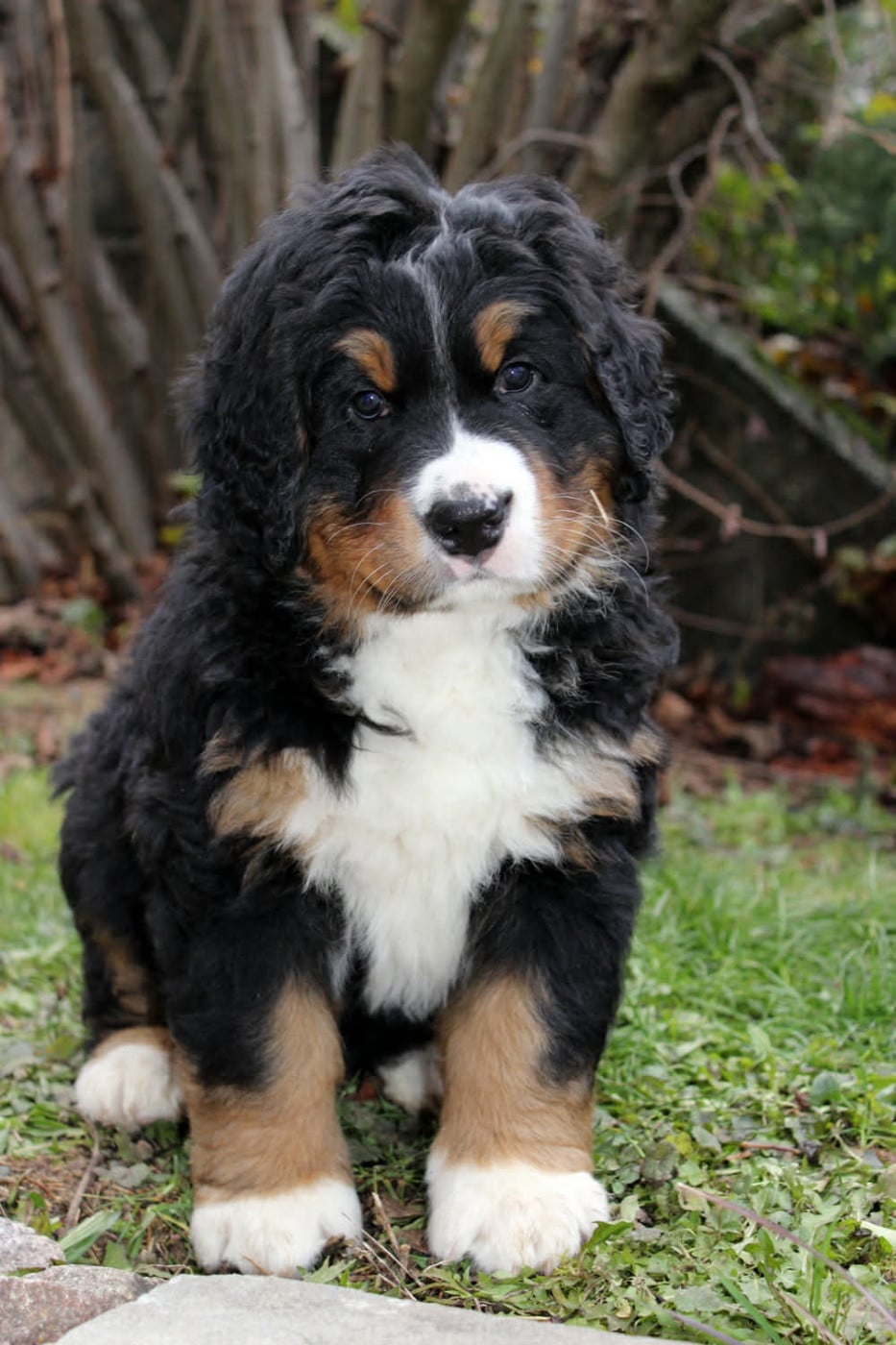 ARDY de la Ferme du Kleinfeld