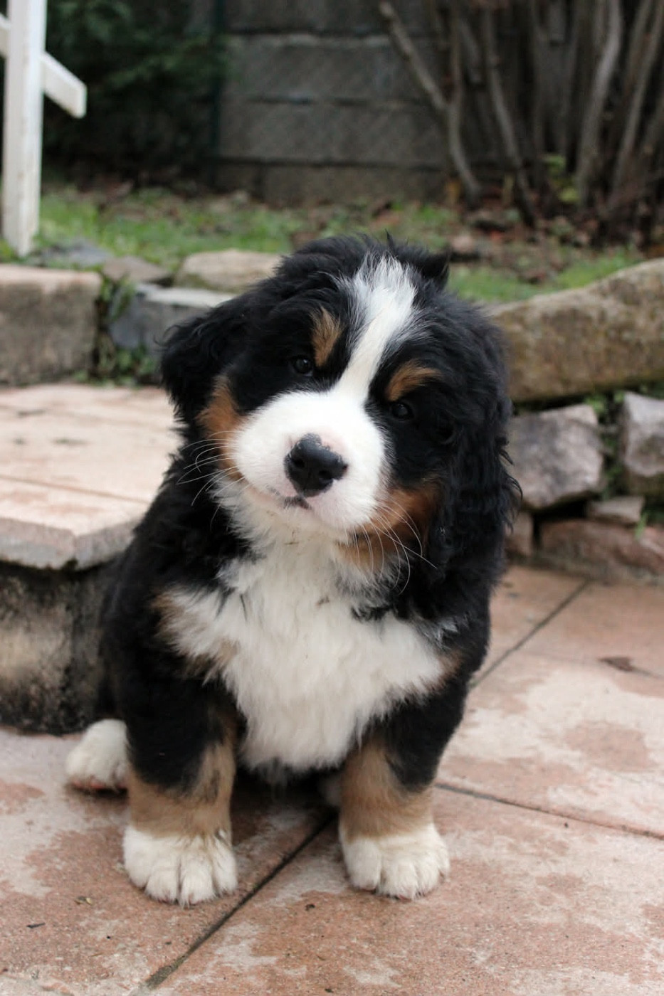 ARWIN de la Ferme du Kleinfeld