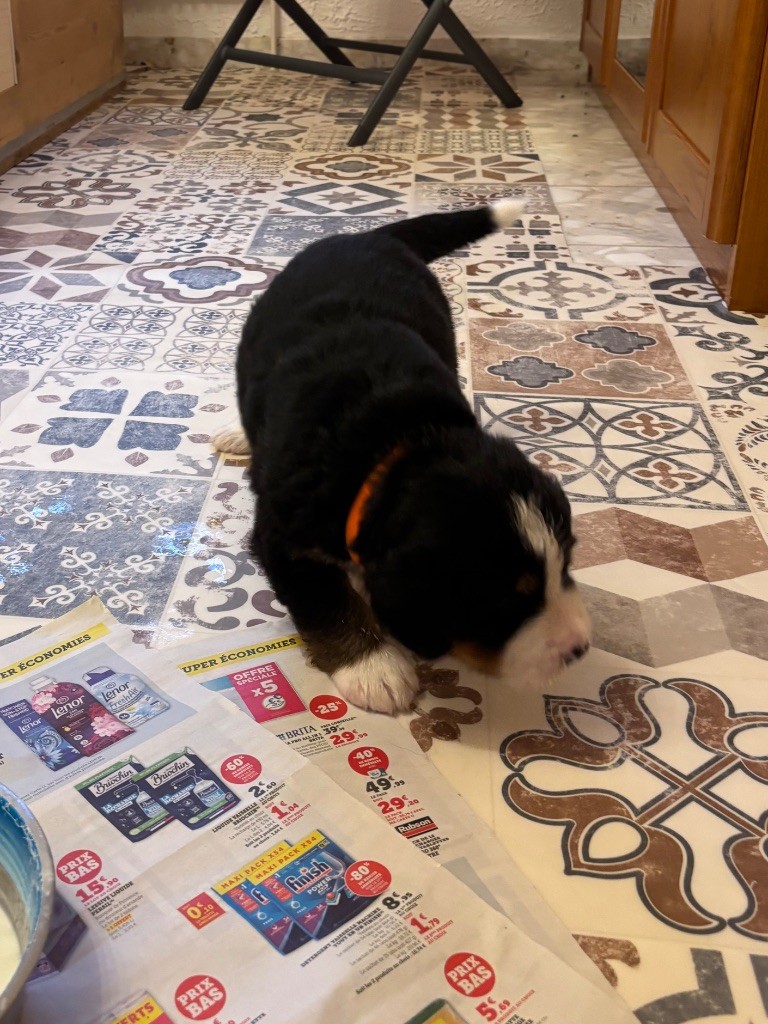 ARWIN de la Ferme du Kleinfeld